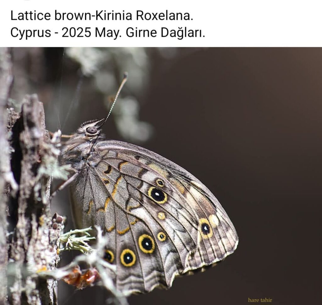 11 Lattice Brown Kirinia Roxelana