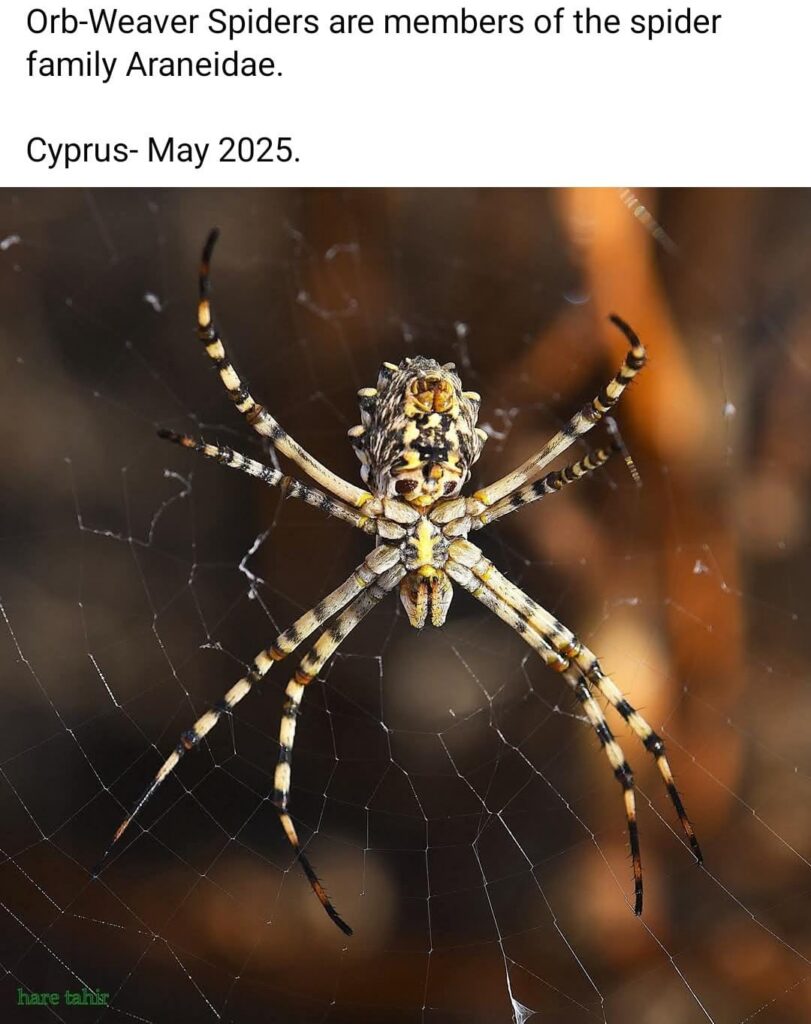 12 Orb Weaver Spider