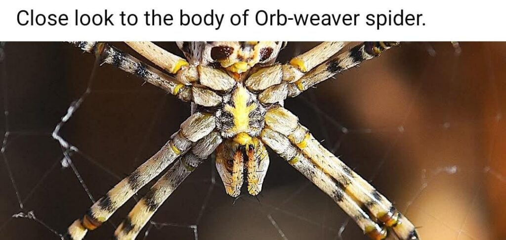 13 Orb Weaver Spider Body Close