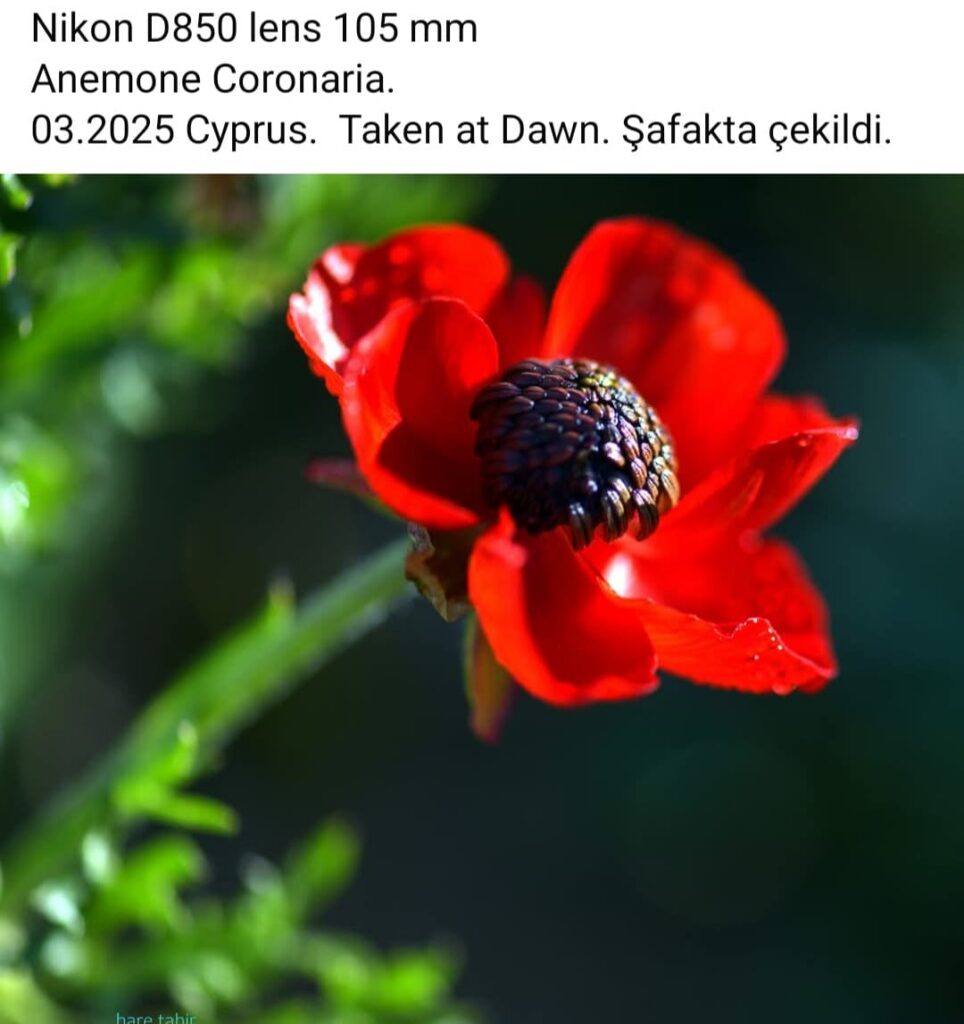 20 Anemone Coronaria