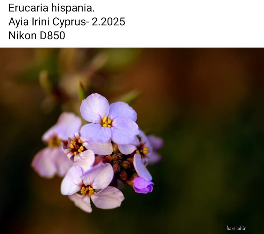 21 Erucaria Hispanica
