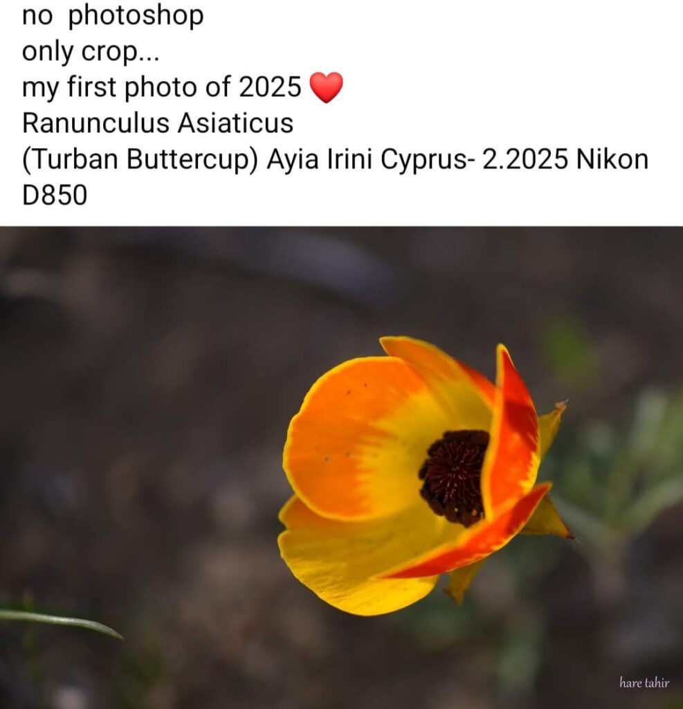22 Ranunculus Asiaticus Turban