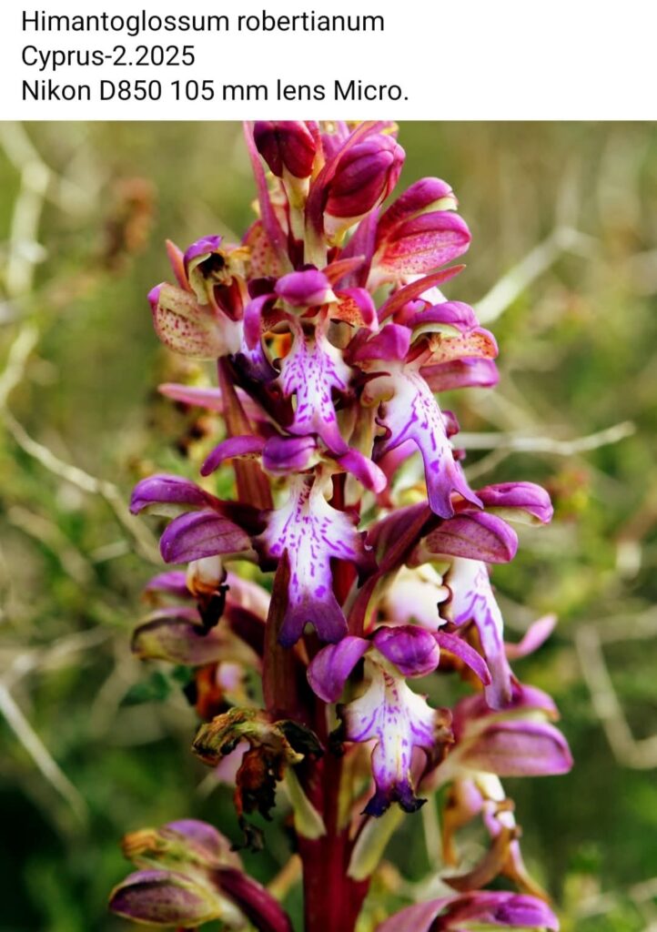 24 Himantoglossum Robertianum