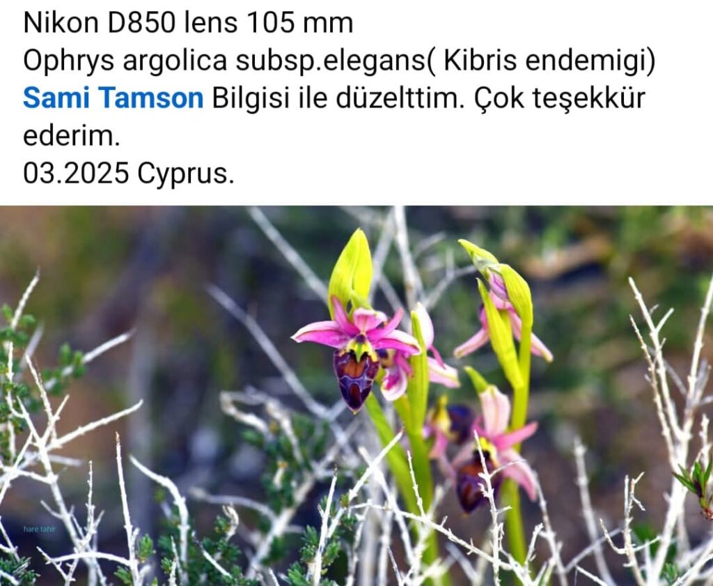 25 Ophrys Argolica Subsp Elegans