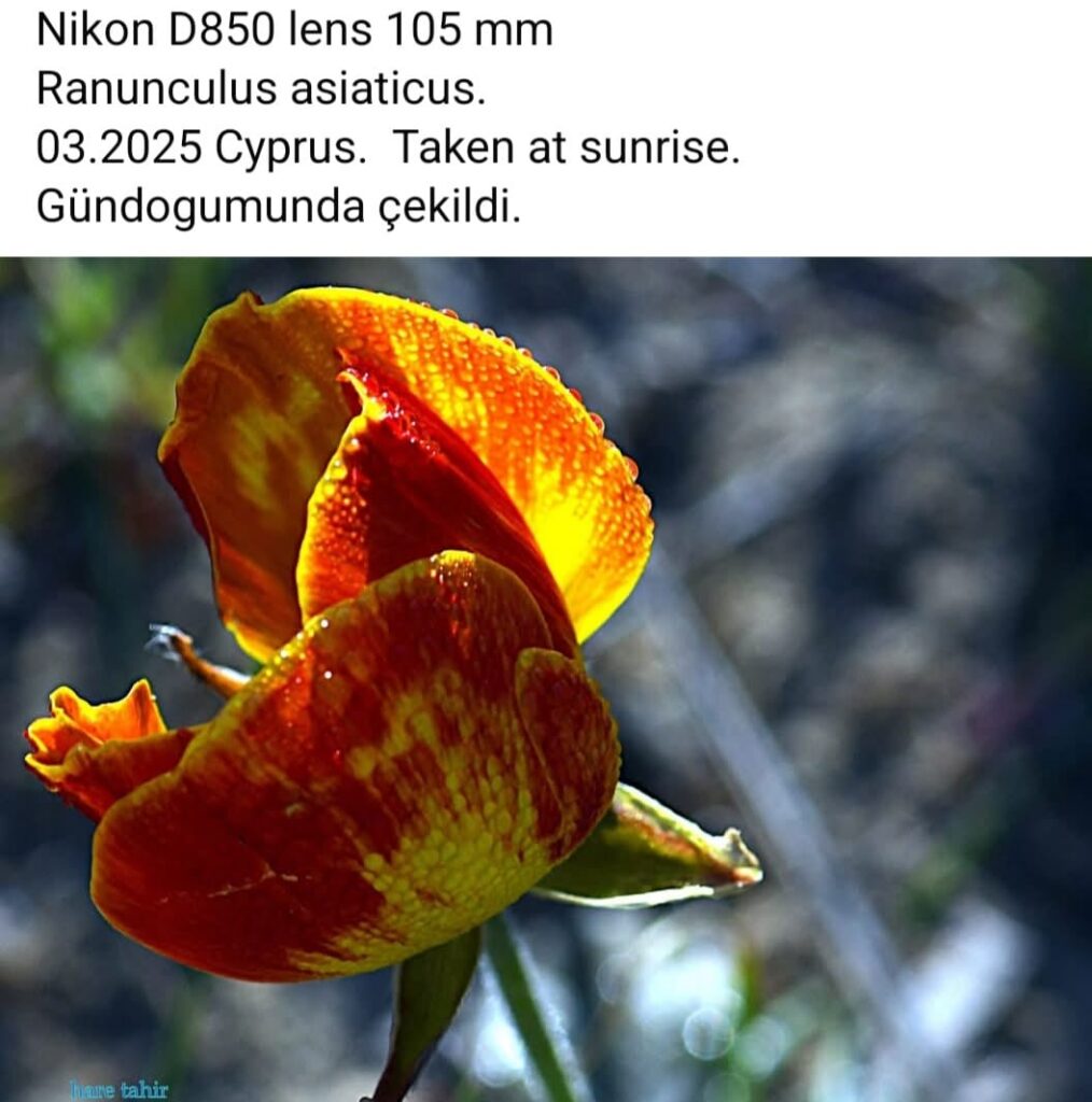 26 Ranunculus Asiaticus Sunrise