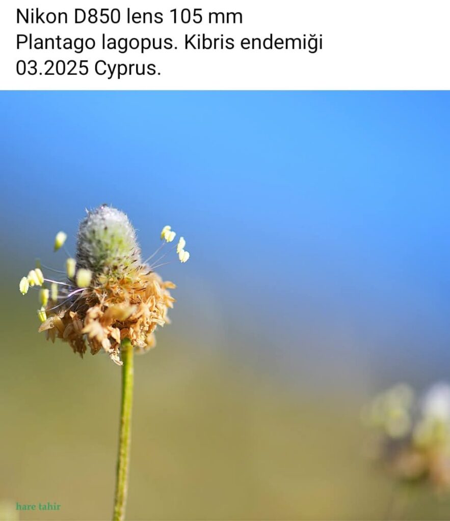 28 Plantago Lagopus
