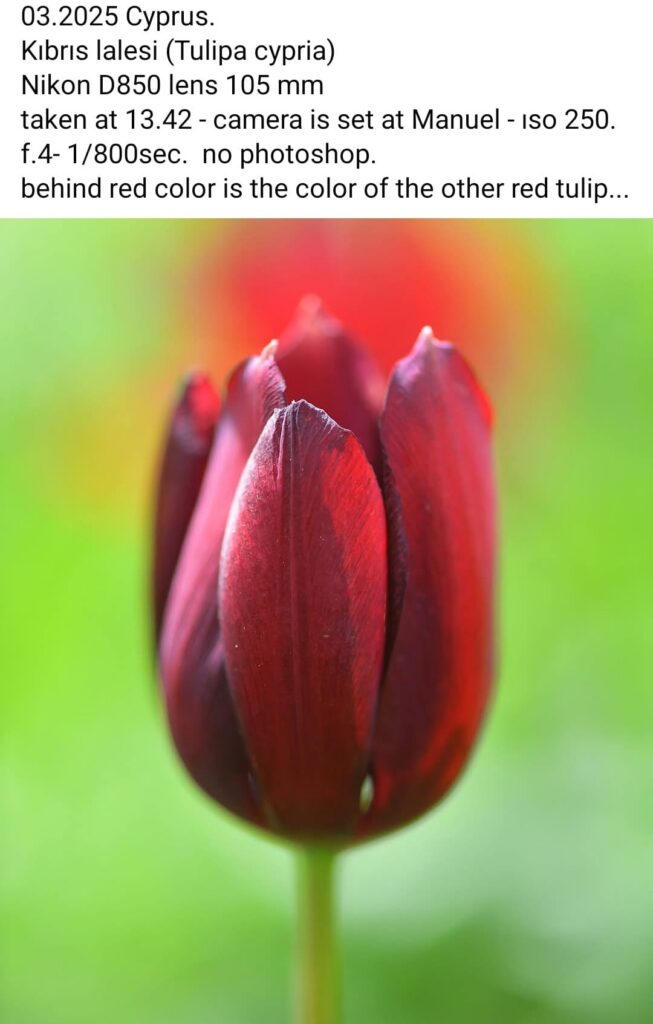 29 Tulipa Cypria