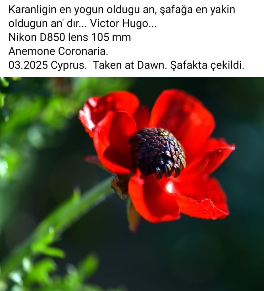 30 Anemone Coronaria Red Victor Hugo