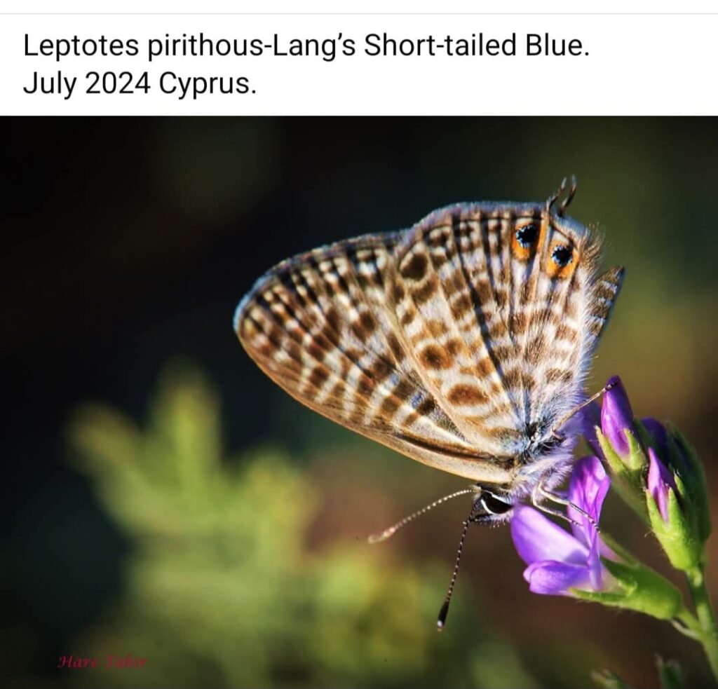 37 Langs Short Tailed Blue Leptotes Pirithous