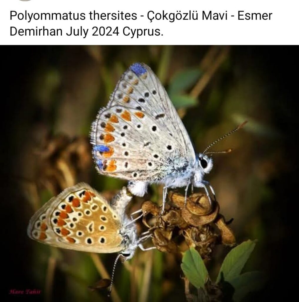 38 Polyommatus Thersites Mating Pair 1