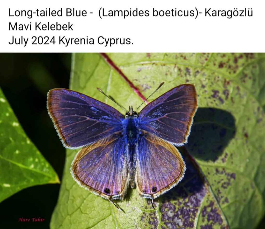 40 Long Tailed Blue Lampides Boeticus