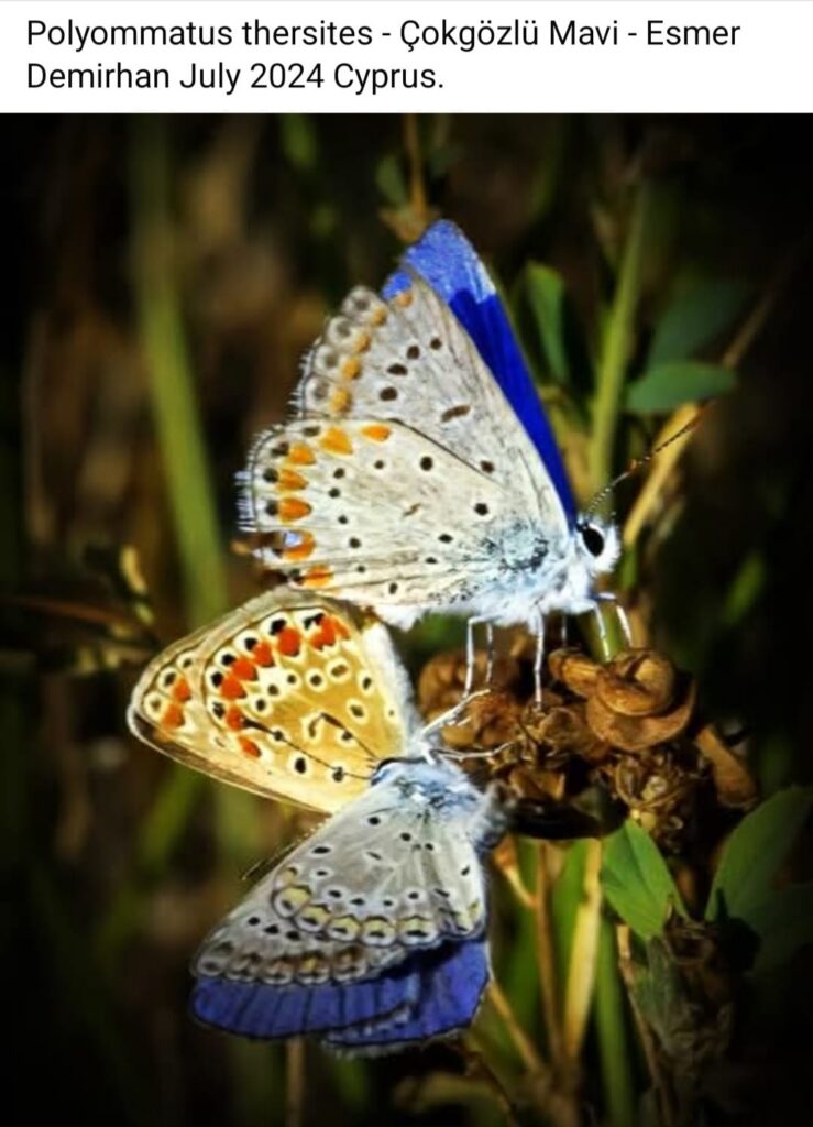 42 Polyommatus Thersites Mating Pair 2