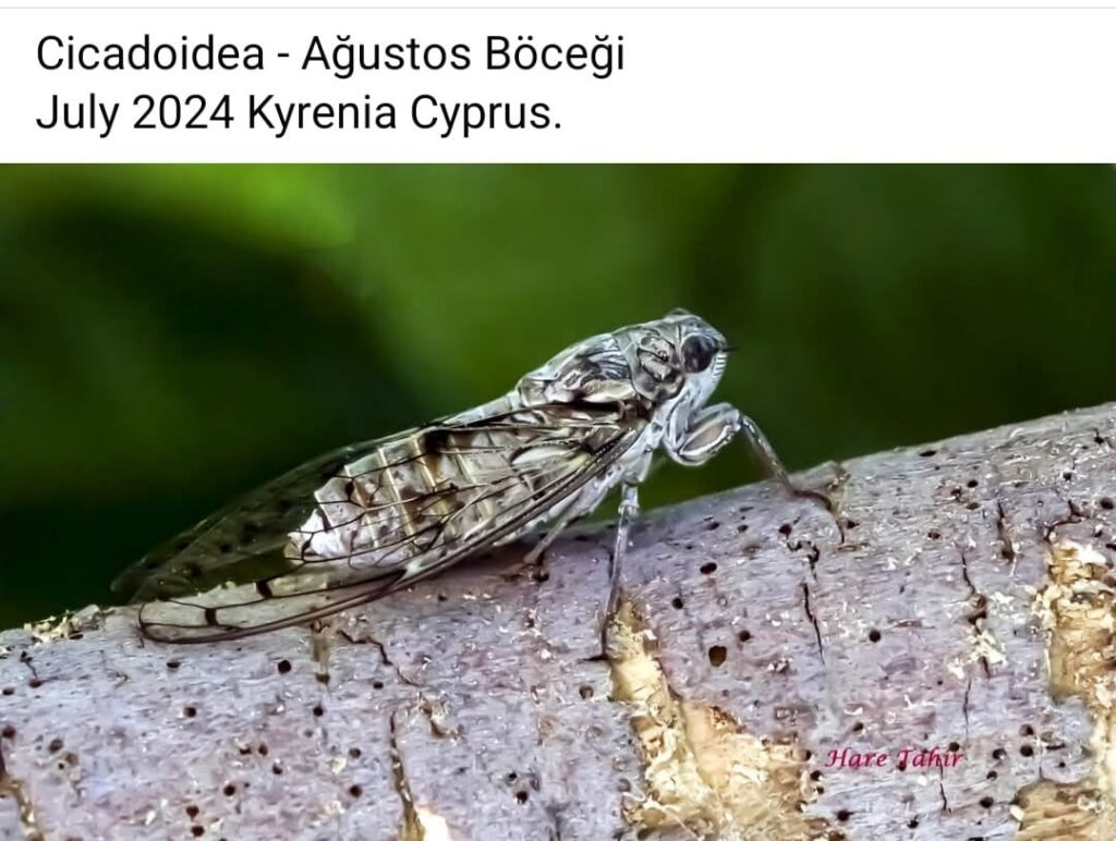 43 Cicadoidea Cicada Kyrenia