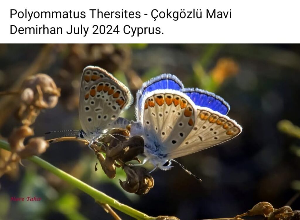 44 Polyommatus Thersites Mating Pair 3