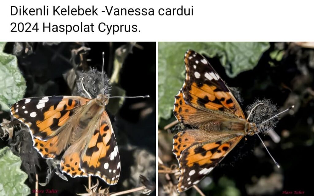 45 Vanessa Cardui Painted Lady 1