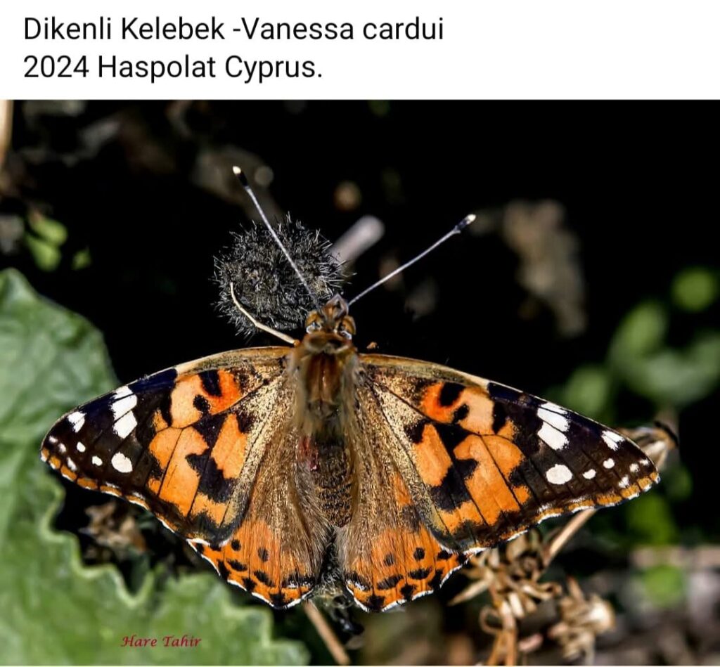 46 Vanessa Cardui Painted Lady 2