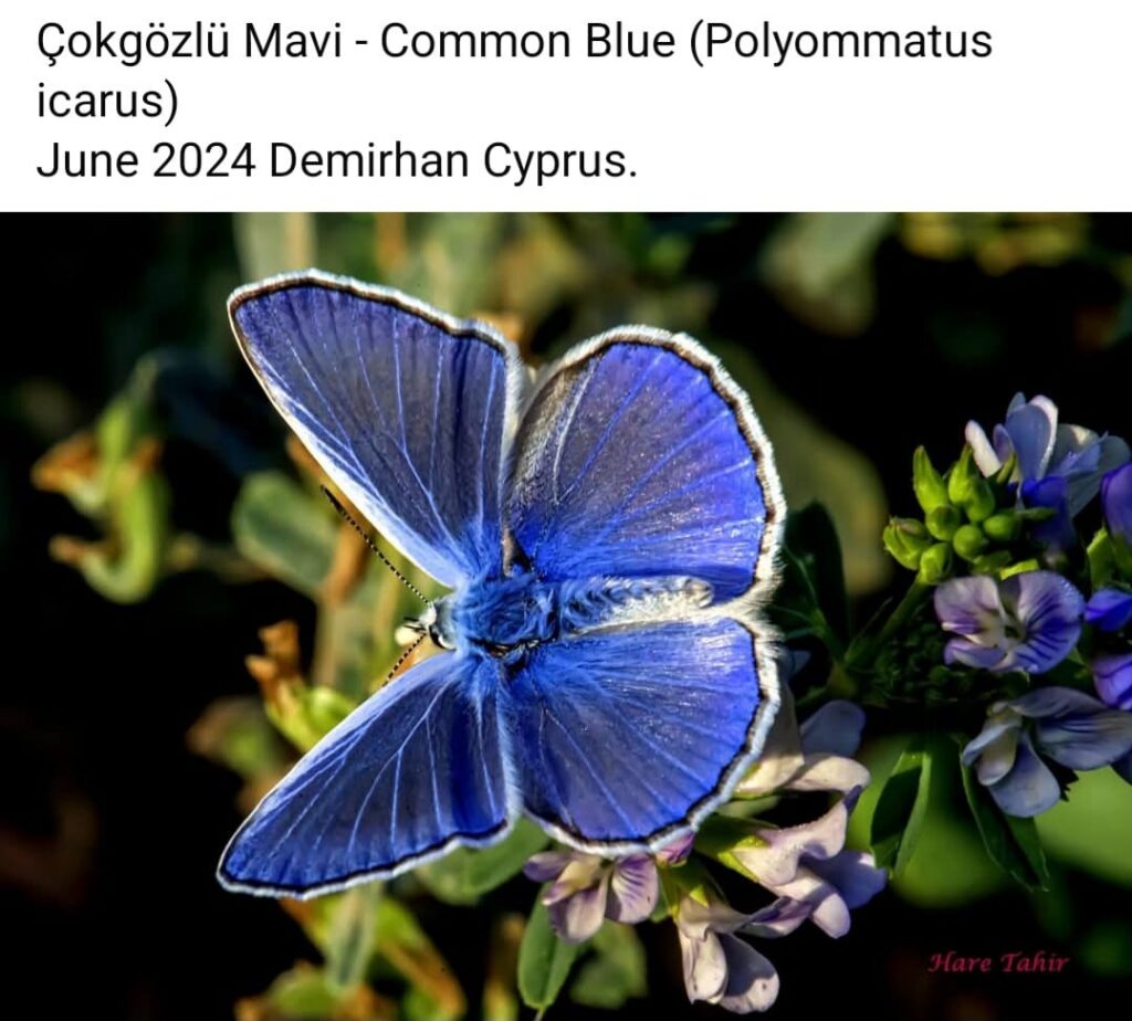 47 Polyommatus Icarus Common Blue 1