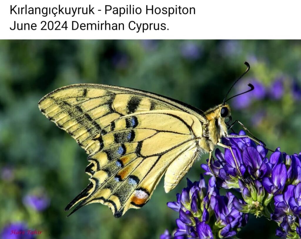 48 Papilio Hospiton Swallowtail