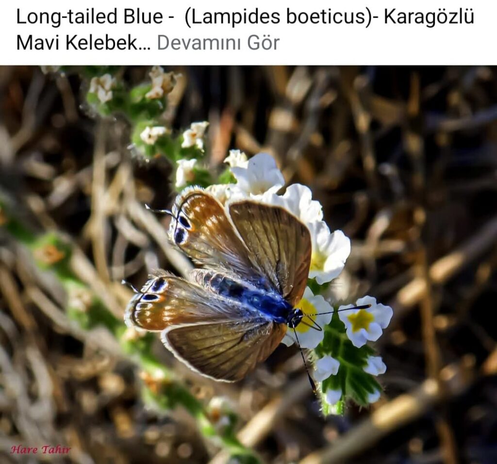 49 Long Tailed Blue Lampides Boeticus 2