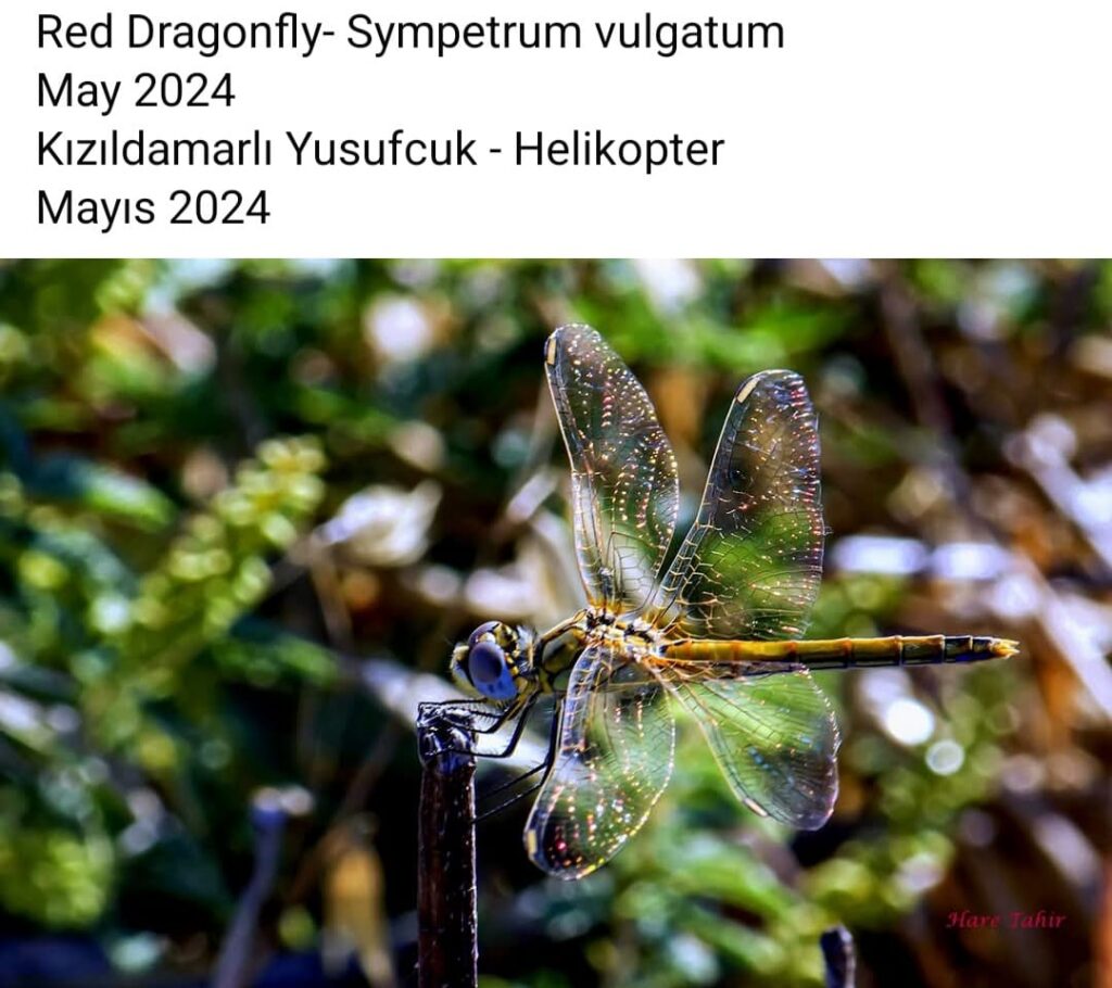 50 Red Dragonfly Sympetrum
