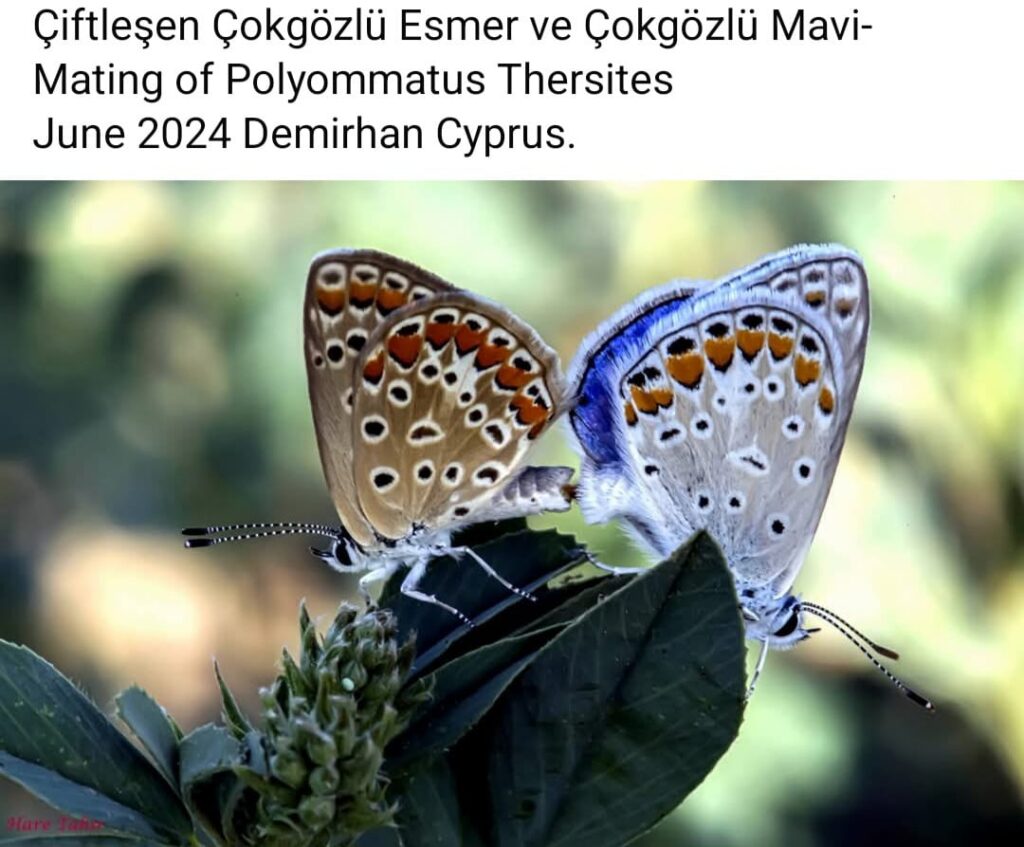 53 Polyommatus Thersites Mating Pair 4