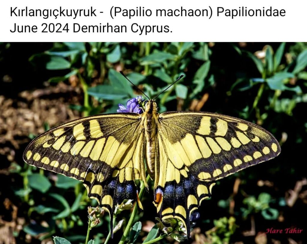 54 Papilio Machaon Swallowtail