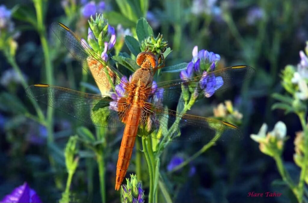 55 Orange Dragonfly Cyprus