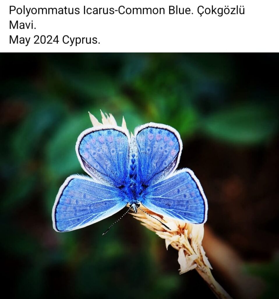 57 Polyommatus Icarus Common Blue 2
