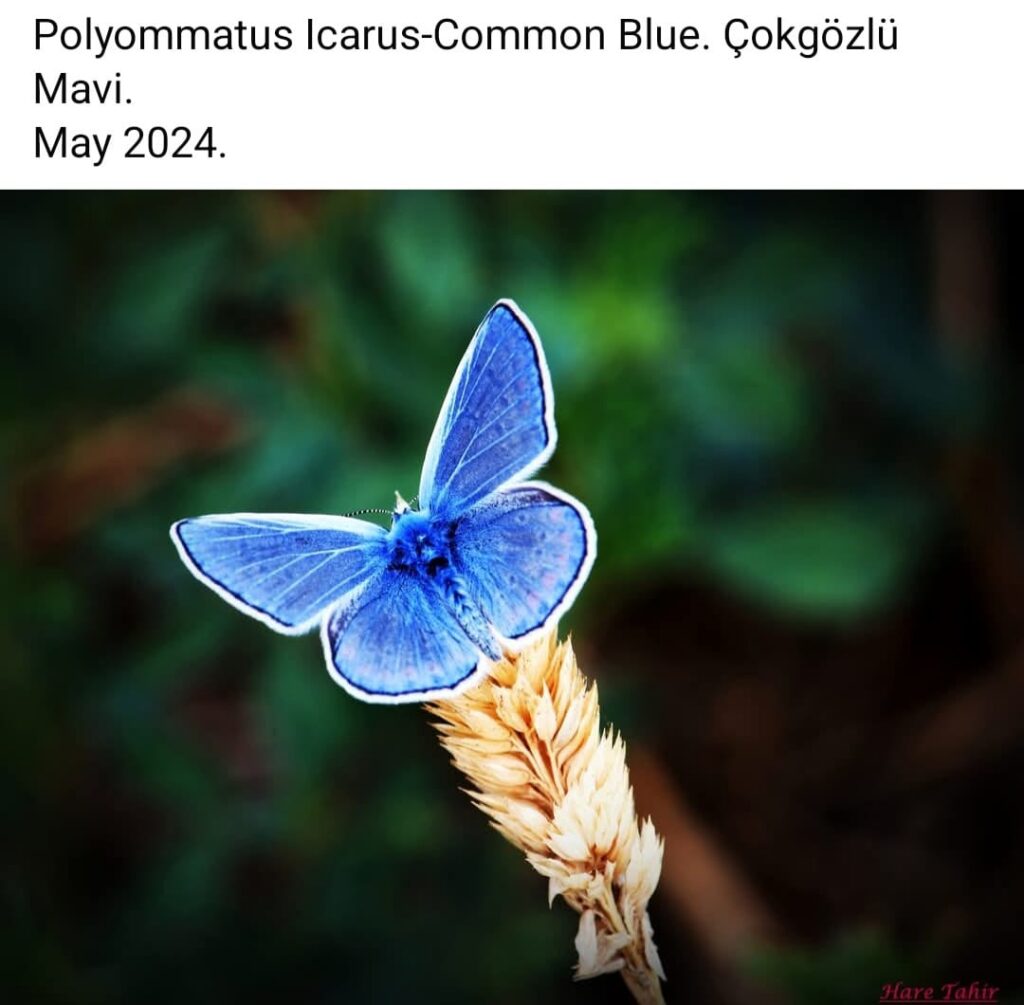 59 Polyommatus Icarus Common Blue 3
