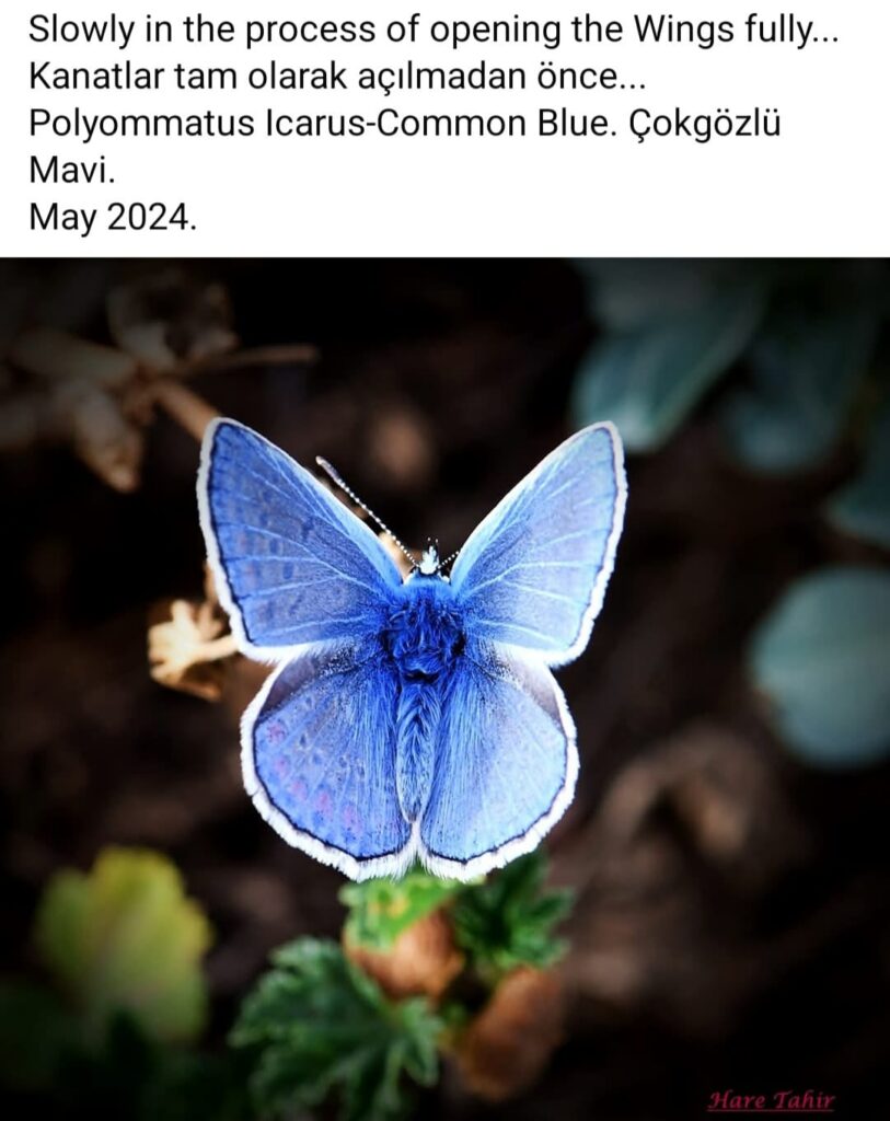 60 Polyommatus Icarus Opening Wings
