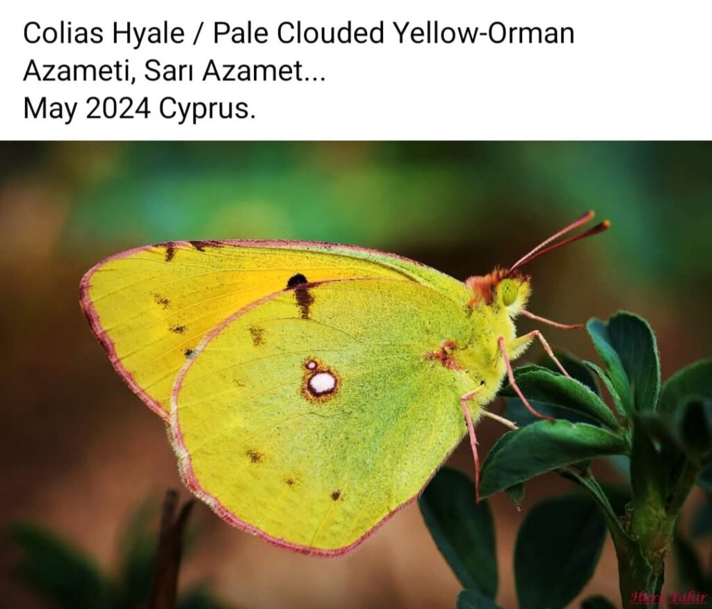 62 Colias Hyale Pale Clouded Yellow