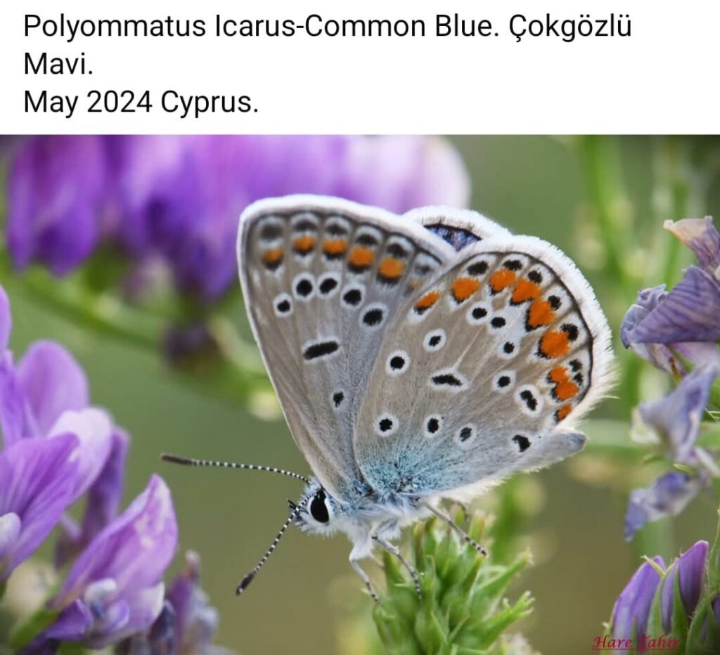 67 Polyommatus Icarus Common Blue 4