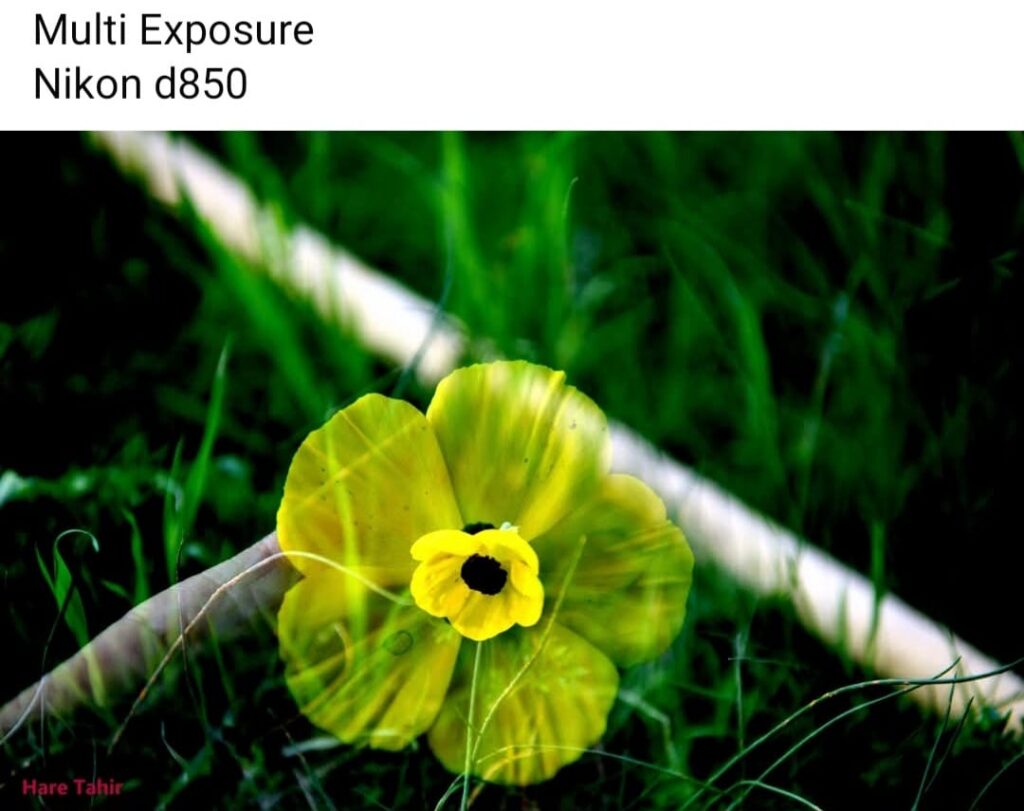 71 Yellow Flower Multi Exposure
