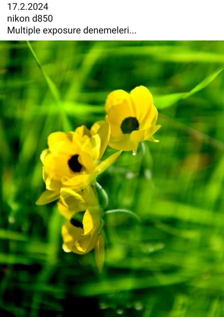 73 Yellow Flowers Multiple Exposure 2