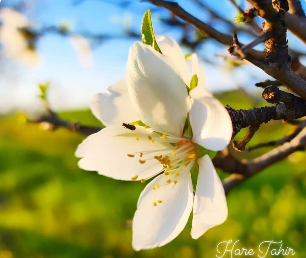 75 Almond Blossom Spring