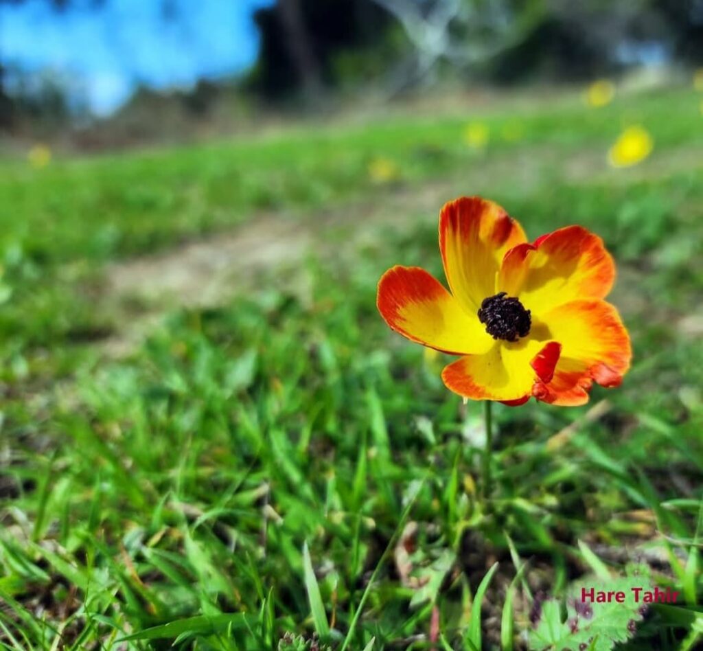 76 Flame Gradient Flower