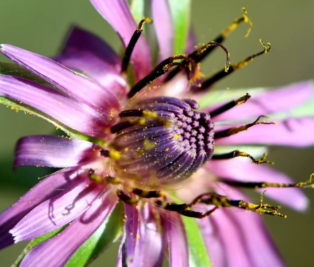 78 Purple Daisy Macro