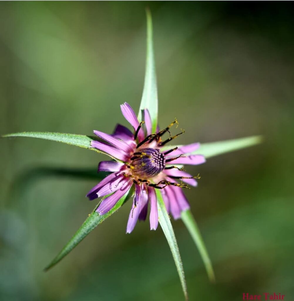 79 Purple Wildflower Close