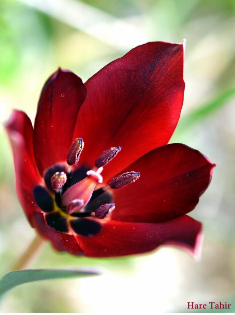80 Deep Red Tulip Heart