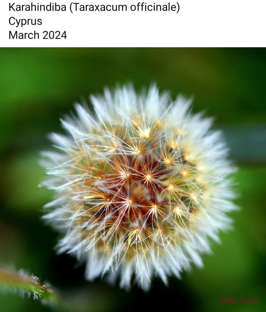 81 Karahindiba Taraxacum Officinale