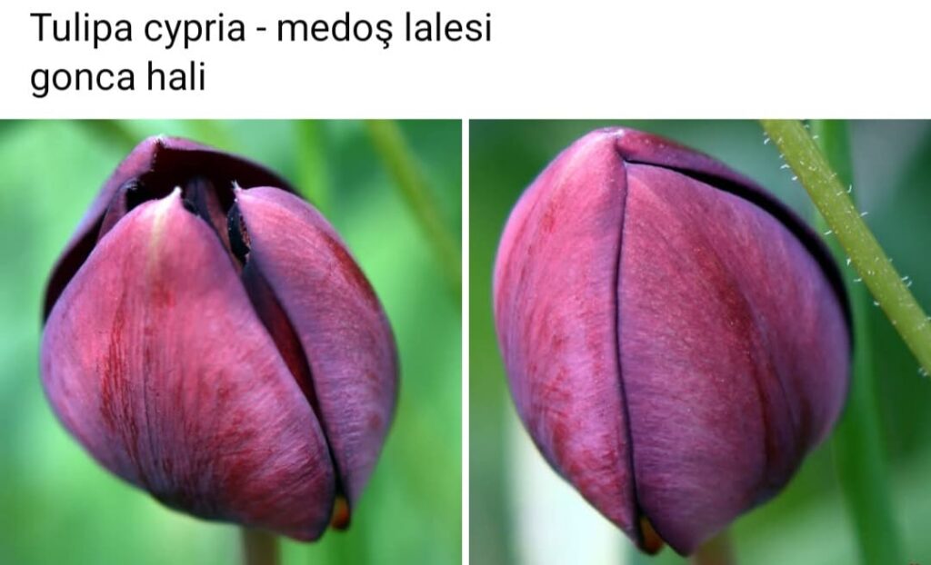 83 Tulipa Cypria Buds