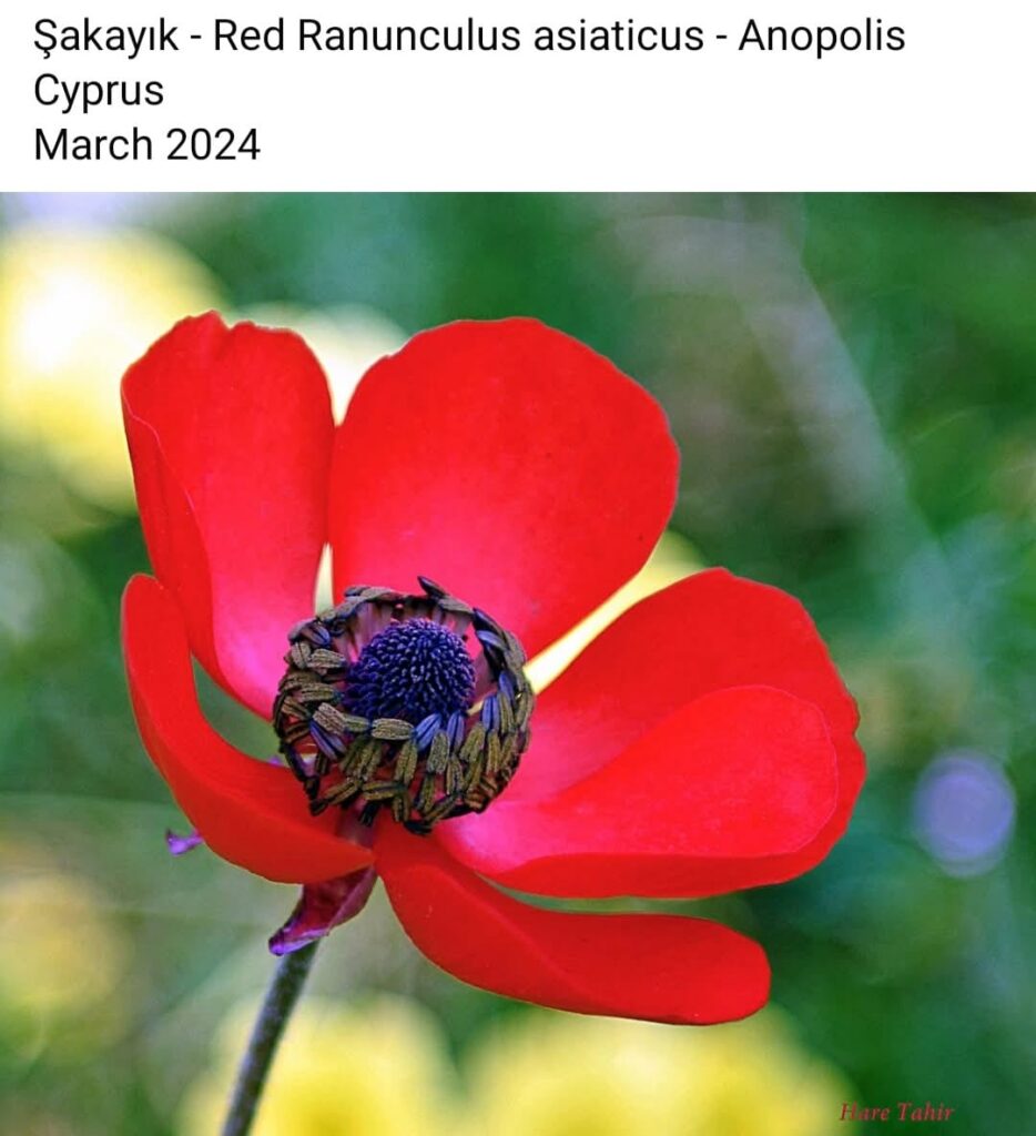 84 Red Ranunculus Asiaticus Sakayik