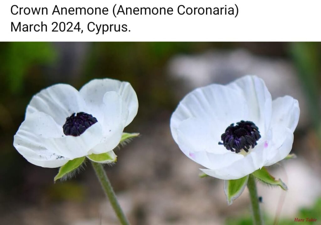 85 White Crown Anemone Pair