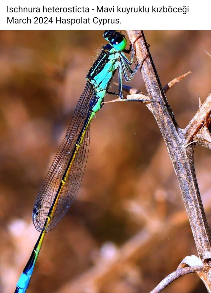 86 Ischnura Heterosticta Blue Damselfly