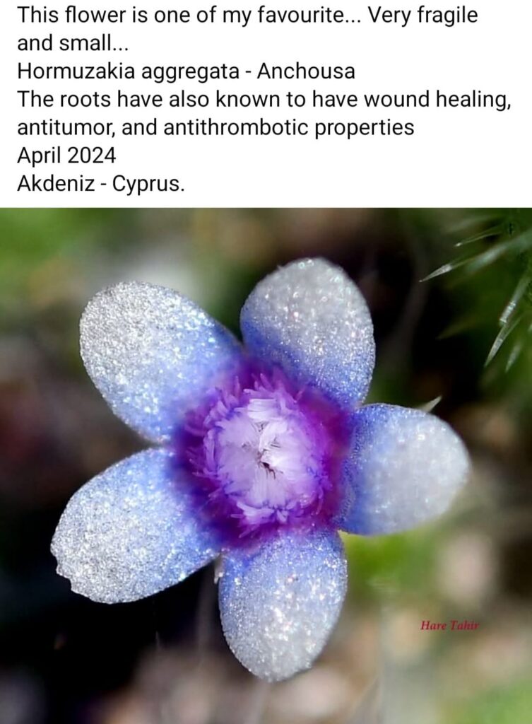 87 Hormuzakia Aggregata Anchousa