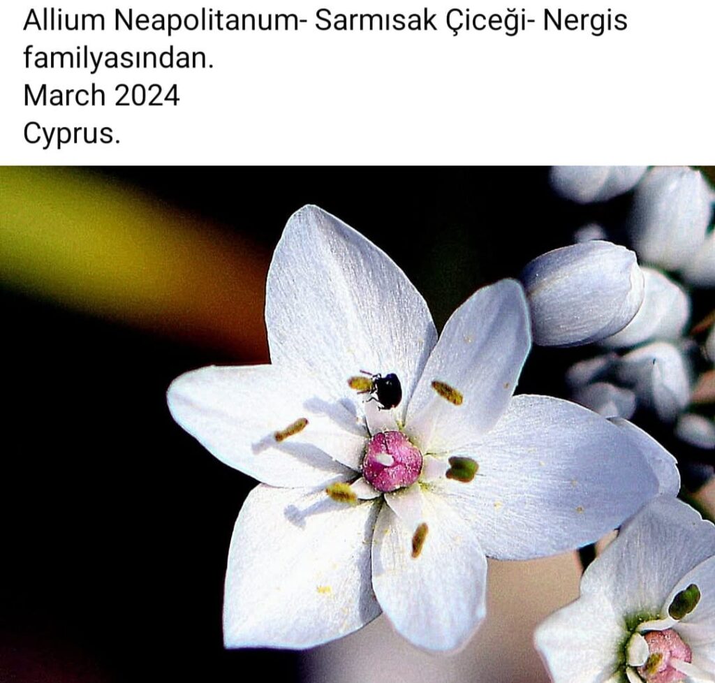 89 Allium Neapolitanum Garlic Flower