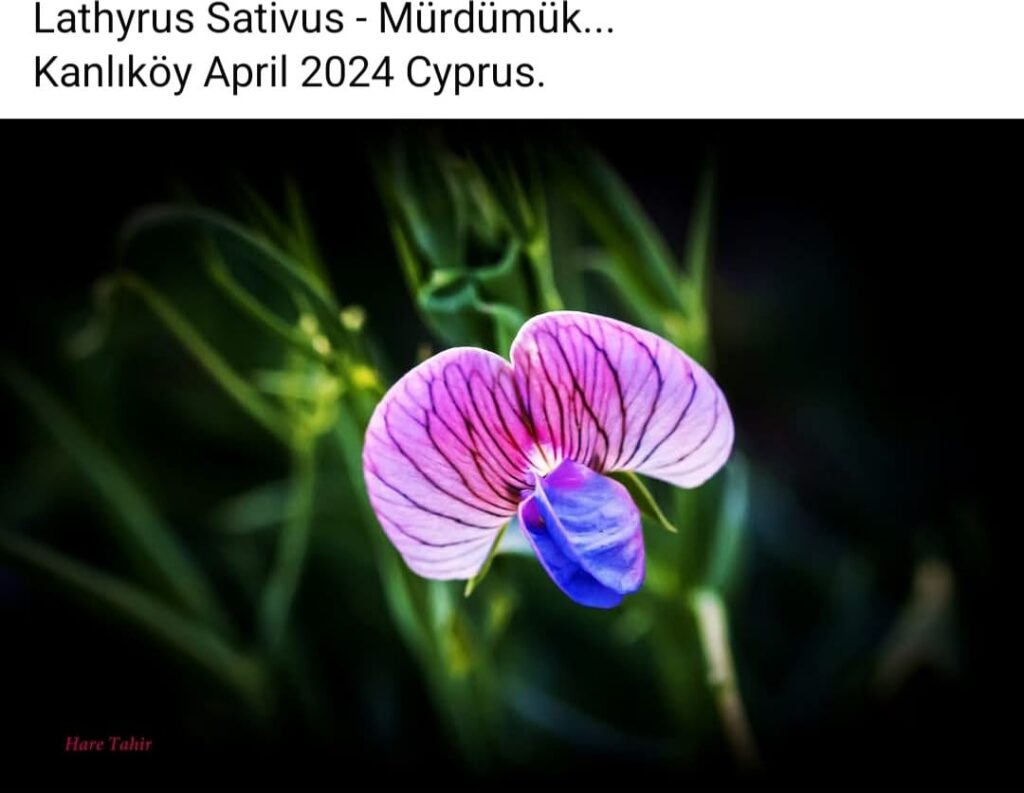 93 Lathyrus Sativus Pink Pea