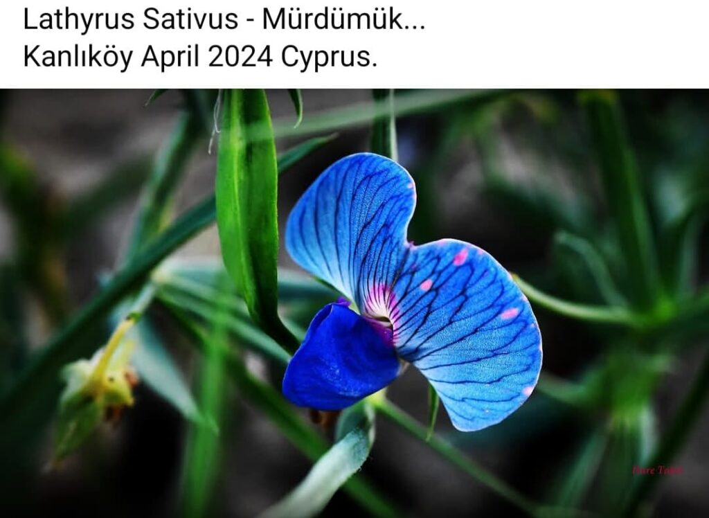 95 Lathyrus Sativus Blue Bloom