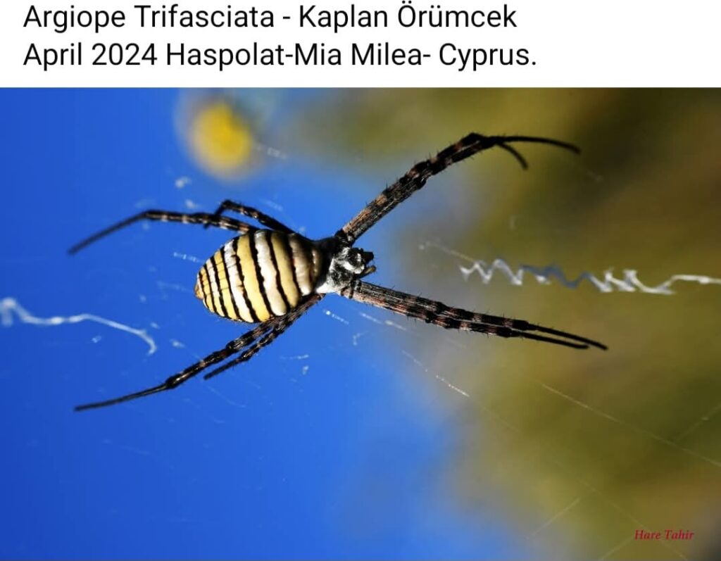 98 Argiope Trifasciata Tiger Spider